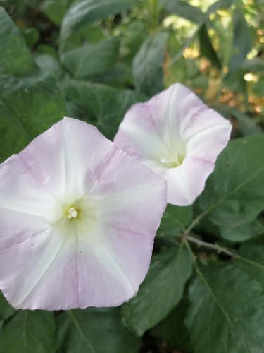 Semillas De Suspiro Mix Colores Blanco, Rosado Y Azul