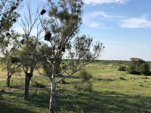Campo En Santiago Del Estero Apto Para Explotación Ganadera (2200 Ha)