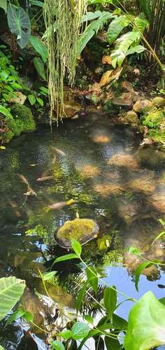 Paraiso Tropical Em Morretes