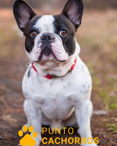 Bulldog Frances 50 Atigrado