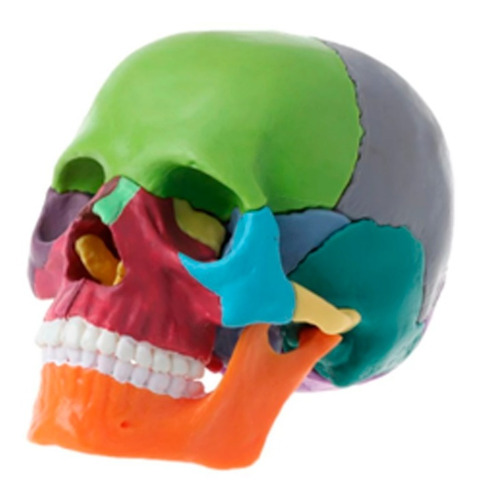 Modelo Anatómico Cráneo Didáctico Desarmable 15 Piezas 1:2