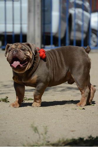 Cachorros Bulldog Inglés Exóticos