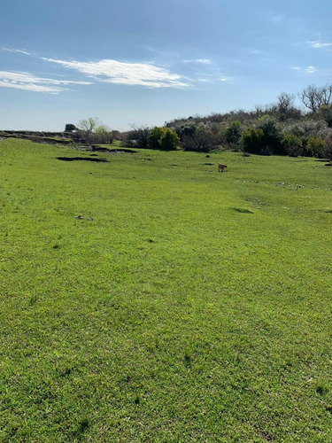 Campo Ganadero 55 Has En Lavalleja -higueritas Con Arroyo