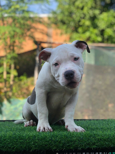 Imagen 1 de 5 de American Bully Pocket