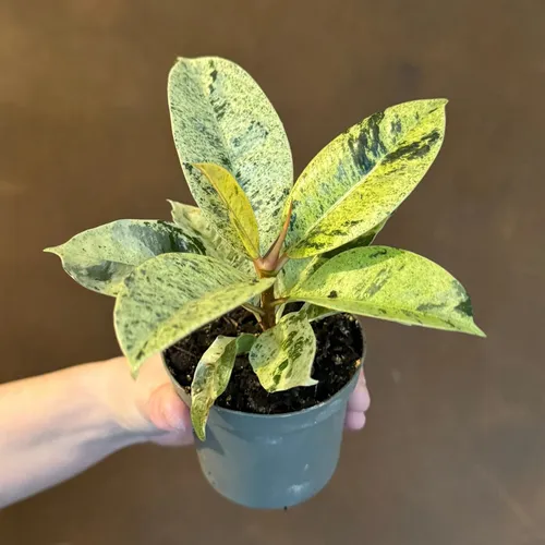 Ficus Elastica Shivereana - Planta De Caucho Variegada