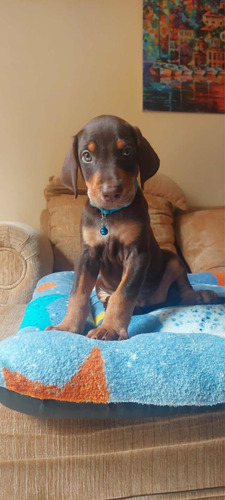 Imagen 2 de 3 de Espectacular Cachorra Doberman Mascotas Rionegro Medellin