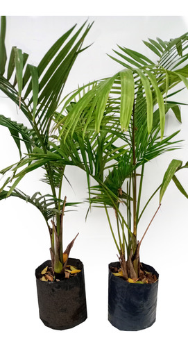 Palmera Real Seaforthia Elegans, 2 Metros, 30 Litros