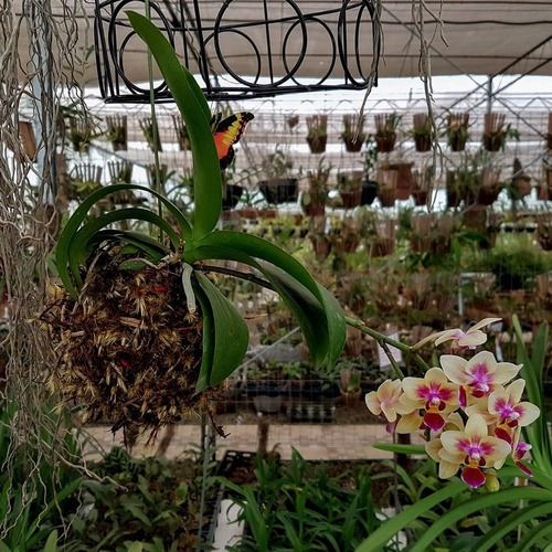 Imagem 2 de 5 de Arranjo Floral Kokedama Orquídea Phalaenopsis Mini Amarela
