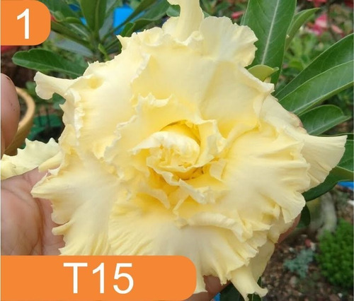 Imagem 2 de 10 de 4 Rosas Do Deserto Enxertada Preta Branca Vermelha E Amarela