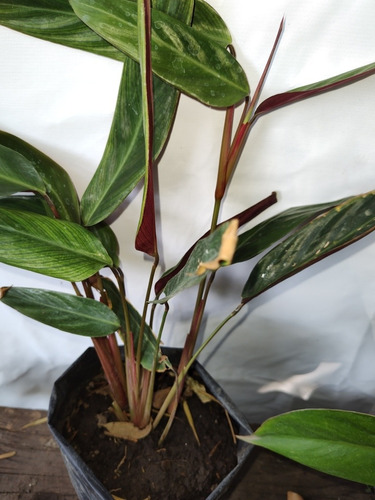 Calathea Sanguinea, Muy Colorida Para Interior