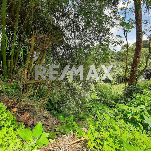 Imagen 3 de 6 de En Venta Terreno Ubicado En San Diego De Los Altos