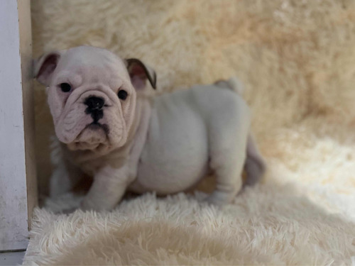 Cachorros Bulldog Inglés Con Pedigree Kcu