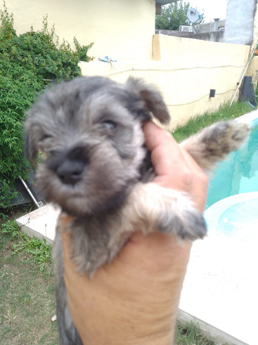 Cachorros Schnauzer Mini 