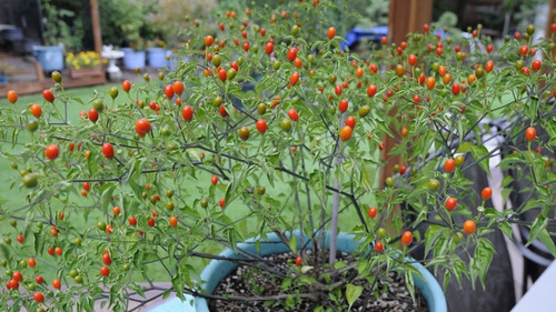 30 Semillas Chile Monte Chiltepin Organicas Germinan Nuevas