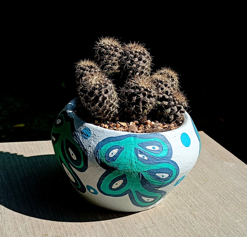 Maceta Cactus Copiapoa Humilis