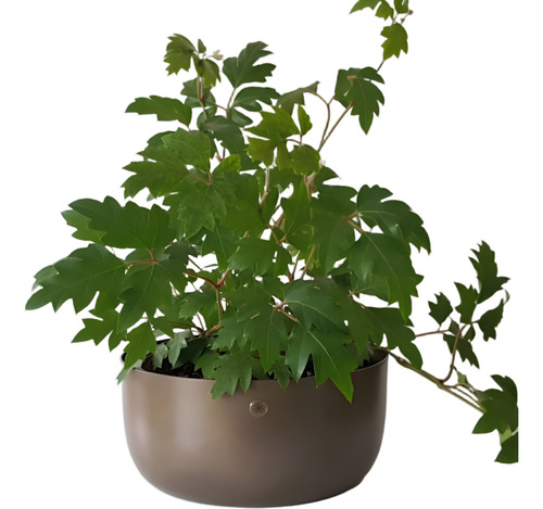 Plantas Cissus Hermosos Ejemplares
