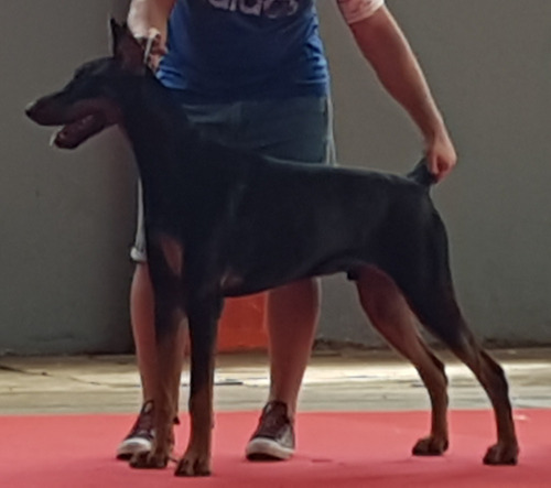 Doberman Con Pédigree - Ofrezco Servicio De Monta