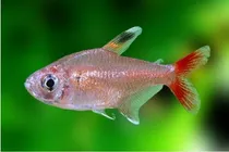 Comprar Pct. Cu002F 10 Peixes Tetra Nordeste -aquário- Água Doce 