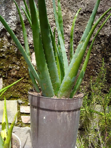 Planta De Sábila Grande