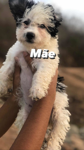 Imagem 2 de 3 de Poodle Micro Toy