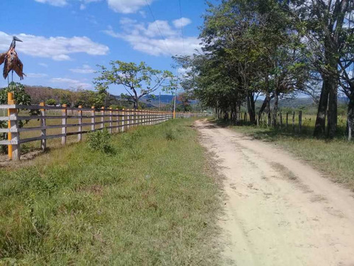 Imagen 22 de 30 de Finca De 440 Has En Cojedes-acarigua. 3 Pozos De Agua, Electricidad.