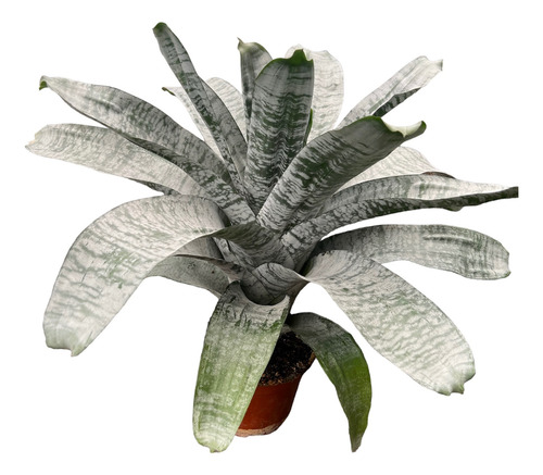 Planta Bromelia Fasciata
