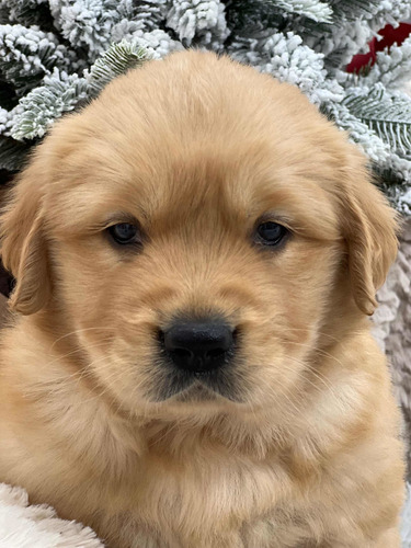 Cachorros Golden Retriever Con Microchip.