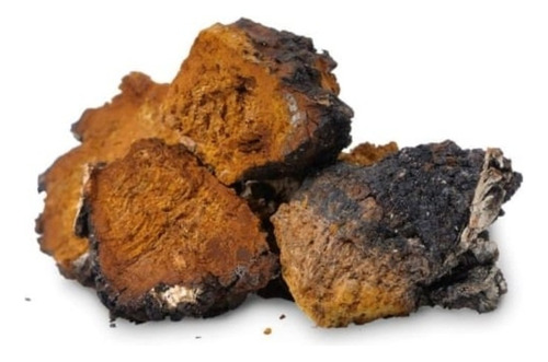 Chaga En Cápsulas, Hongo Adaptógeno. Reino Fungi