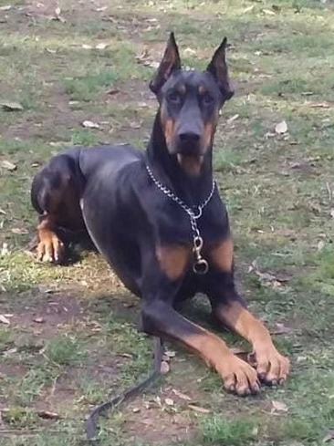 Doberman Con Pédigree - Ofrezco Servicio De Monta