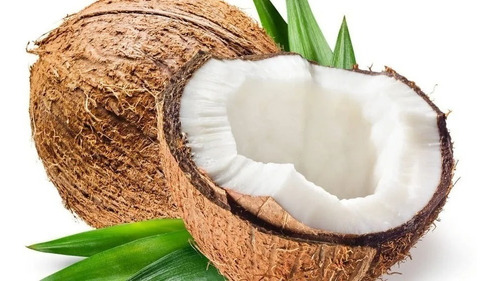 1 Plamera De Coco Super Enano Malayo O Del Fiji Coco Siembra