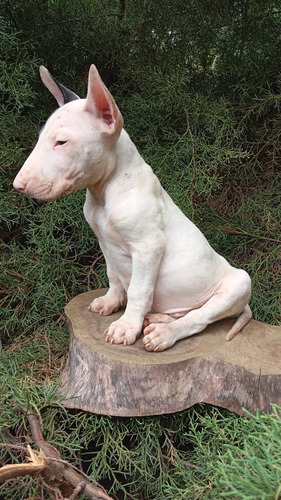 Perros Bull Terrier Disponibles Medellín Bogotá Santa Marta