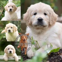 Comprar Golden Sanos Puros 100% Criadero Golden Retriever Argentina