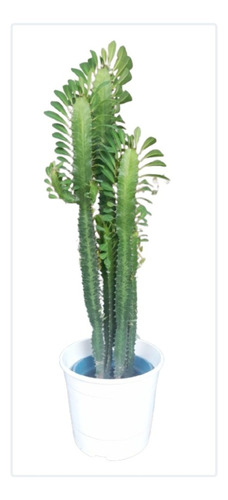 Euphorbia Trigona Ramificada 50 Cm Verde O Rubra  Martínez 