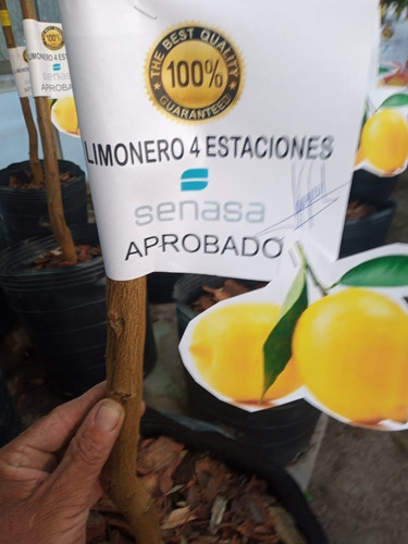 Limonero 4 Est.1.6/7 + .hab.x Senasa-e.gratis/caba-gba