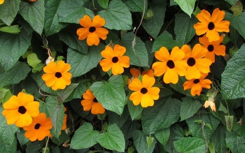 Semillas De Ojos De Poeta  Bello Jardin Epoca De Siembra