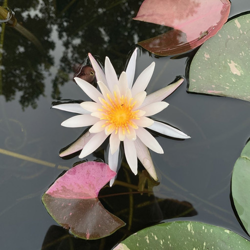 Nenúfar Nymphaea Sp. Arc En Ciel 