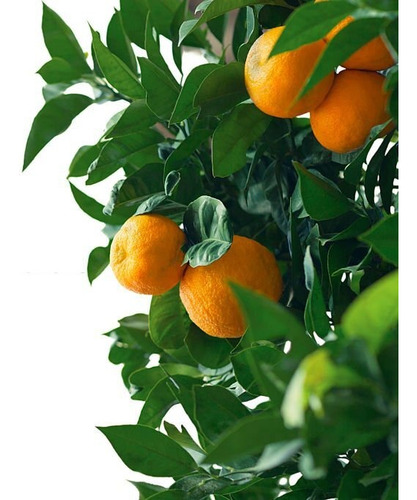 Clementina Frutal Gratis A Rm No Envio A Regiones