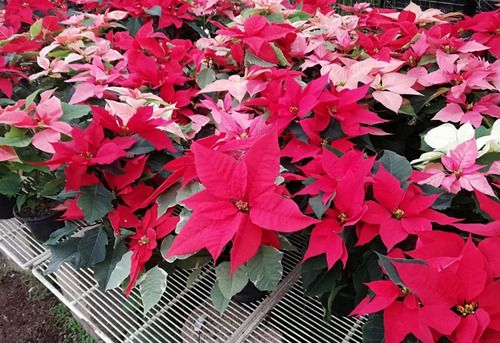 Imagen 10 de 10 de Planta Nochebuena 5 Pulgadas (premium)