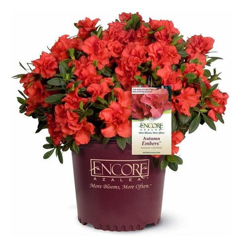 Encore Azalea Embers Azalea 2 Galones Rojo