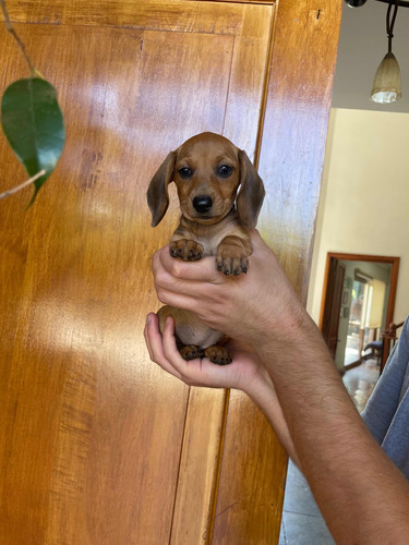 Maravillosos Salchichas Dachshund Mini