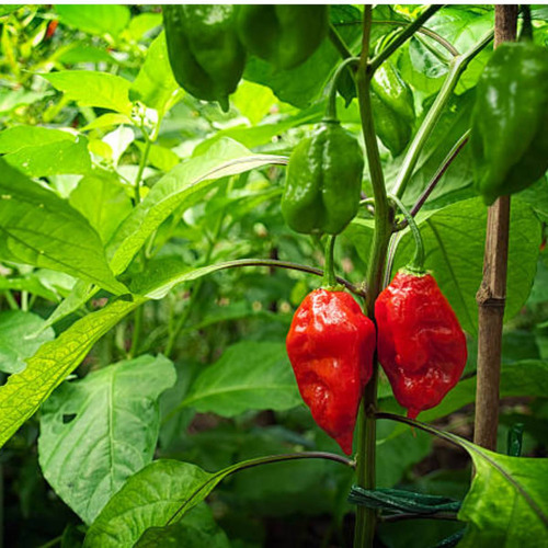 4x Sementes De Pimenta Cascavel (bhut Jolokia) Feltrin