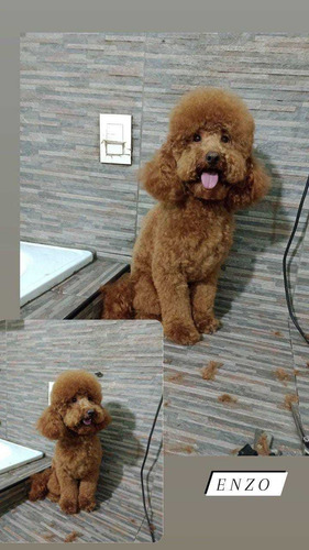 Imagen 3 de 5 de Peluqueria Y Baño Canino