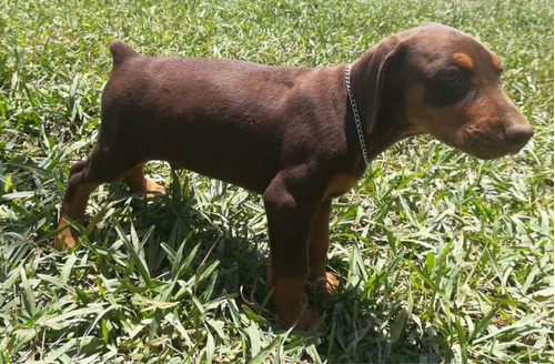 Doberman Criadero Imperial Pets