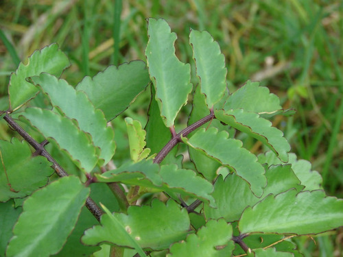 Imagen 2 de 4 de Planta Kalanchoe Pinnata Exótica Medicinal Anticancer Envio