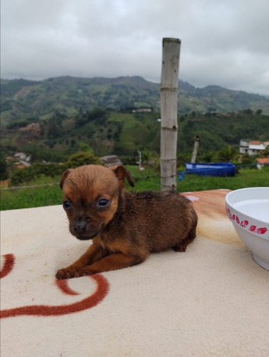 Cachorra Pinscher Hembra