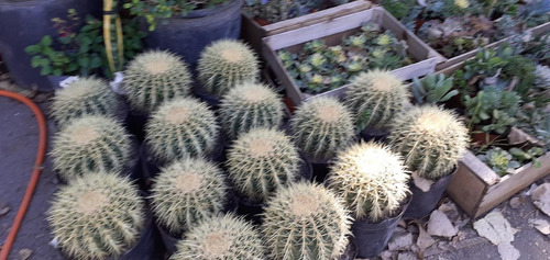 Imagen 1 de 2 de Cactus Coleccionables Chico
