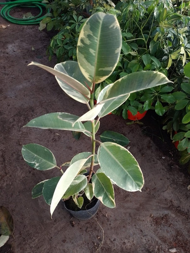 Ficus Elastica Variegado Gomero Planta De Interior Envíos