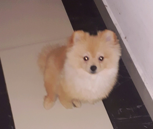 Machos De Spitz Alemão Anão