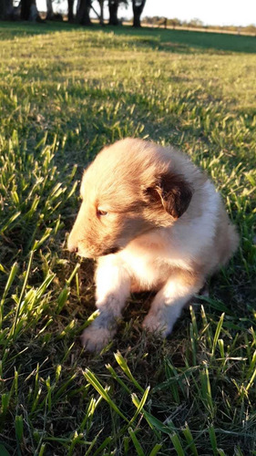 Cachorros Collie