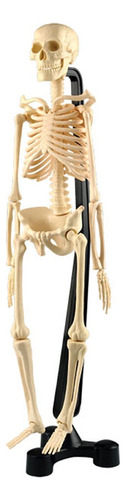 Esqueleto Cuerpo Humano 46cm